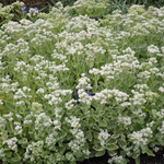 Sedum 'Frosty Morn' — photo 2