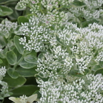 Sedum 'Frosty Morn' — photo 3