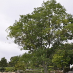 Sophora Japonica Regent — photo 2