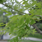 Sophora Japonica Regent — photo 3