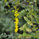 Solidago Rugosa 'Fireworks' — photo 1