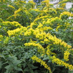 Solidago Rugosa 'Fireworks' — photo 3