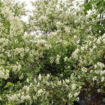 Spirea Fairy Queen — photo 1
