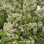 Spirea Fairy Queen — photo 2