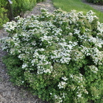 Spirea Halward Silver — photo 1