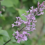 Syringa George Eastman — photo 1