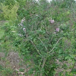 Syringa George Eastman — photo 2