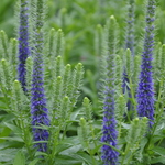 Veronica Spicata 'Royal Candles' PPAF — photo 1