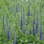 Veronica Spicata 'Royal Candles' PPAF — photo 2