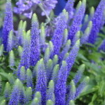 Veronica Spicata 'Royal Candles' PPAF — photo 3