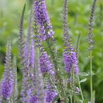 Veronica 'Eveline' — photo 1