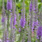 Veronica 'Eveline' — photo 2