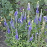 Veronica 'Sunny Border Blue' — photo 2