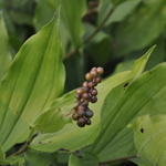 Virginia Bluebells — photo 2