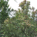 Acer tataricum — photo 1