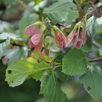 Acer tataricum — photo 2