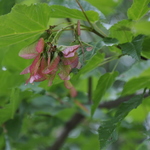 Acer tataricum — photo 3