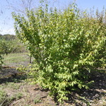 Acer tataricum — photo 4