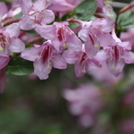 Weigela Pink Princess — photo 1