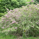 Weigela Pink Princess — photo 2