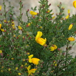 Cytisus Madame Butterfly — photo 1