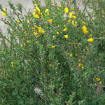 Cytisus Madame Butterfly — photo 2