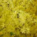 forsythia Mini Gold — photo 1
