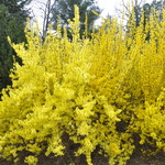 forsythia Mini Gold — photo 2