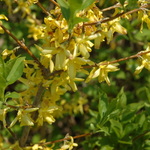 Forsythia Northern Gold — photo 1