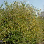 Forsythia Northern Gold — photo 2
