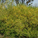 Forsythia Northern Gold — photo 3
