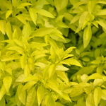 Forsythia Suwannee Gold — photo 1