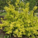 Forsythia Suwannee Gold — photo 2