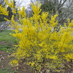 Forsythia Suwannee Gold — photo 3