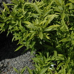 Forsythia Citrus Swizzle — photo 1