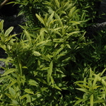 Forsythia Citrus Swizzle — photo 2