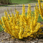Forsythia Citrus Swizzle — photo 3