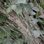 Schizachyrium scoparium ' Blue Heaven' — photo 1