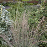 Schizachyrium scoparium ' Blue Heaven' — photo 2