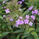 Veronica 'Blue Bouquet — photo 1
