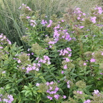 Veronica 'Blue Bouquet — photo 2