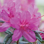 Azalea Autumn Amethyst — photo 1