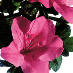 Azalea Autumn Carnival — photo 1