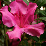 Azalea Autumn Royalty — photo 2