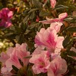 Azalea Autumn Twist — photo 1