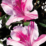 Azalea Autumn Twist — photo 2