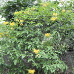 Rhododendron Admiral Semme — photo 1