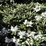 Rhododendron Apple Blossom — photo 1