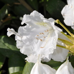 Rhododendron Apple Blossom — photo 2