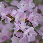Rhododendron April Song — photo 1